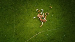 DRONE SHOT 