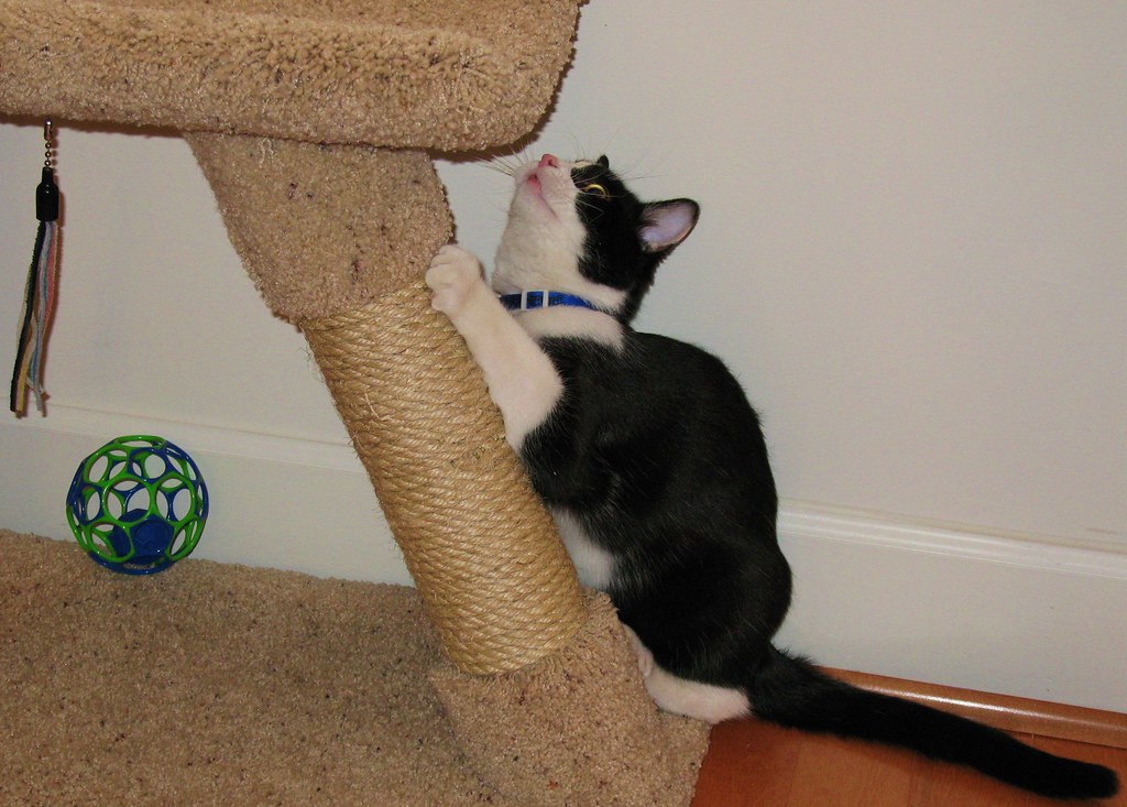 Tips for Choosing the Right Scratching Post for Your Cat