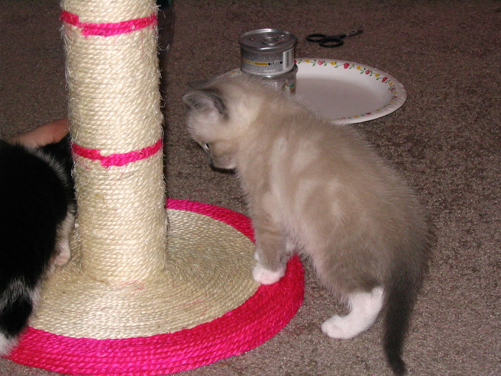 scratching post