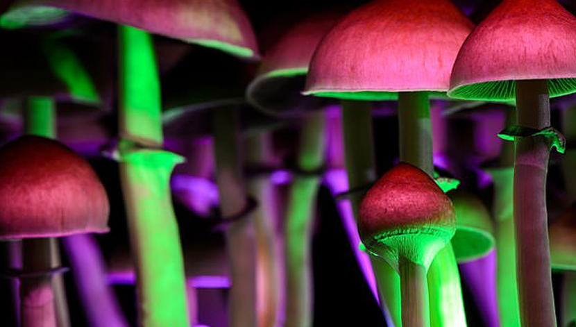 Things to Consider When Buying Psilocybin Mushrooms and Edibles